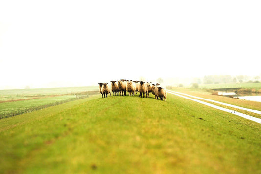 Schafe auf einer Wiese.