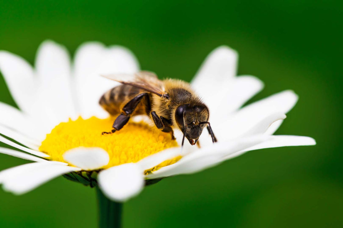 Biene auf einer Blume