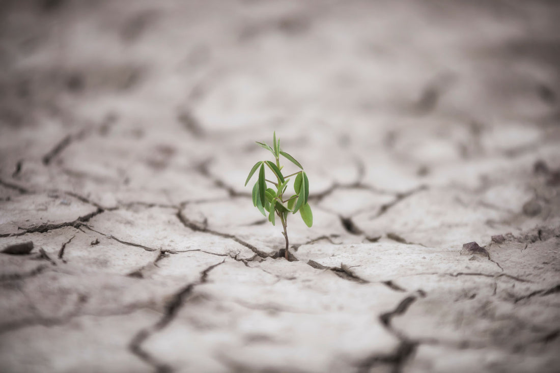 Kleine Pflanze wächst in feindlicher Umgebung