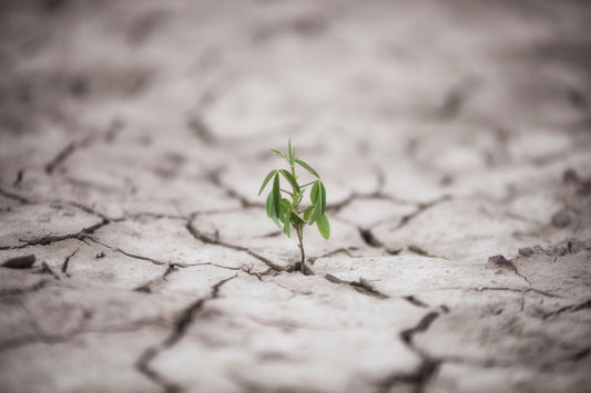 Kleine Pflanze wächst in feindlicher Umgebung