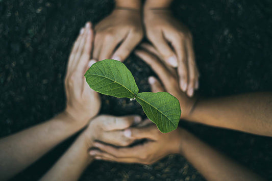 Drei Paar Hände rund um einen neu gepflanzten Baum