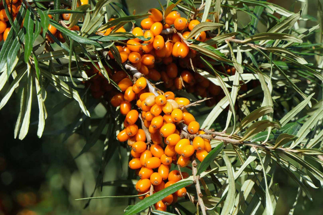 Sanddorn: Beeren an der Pflanze