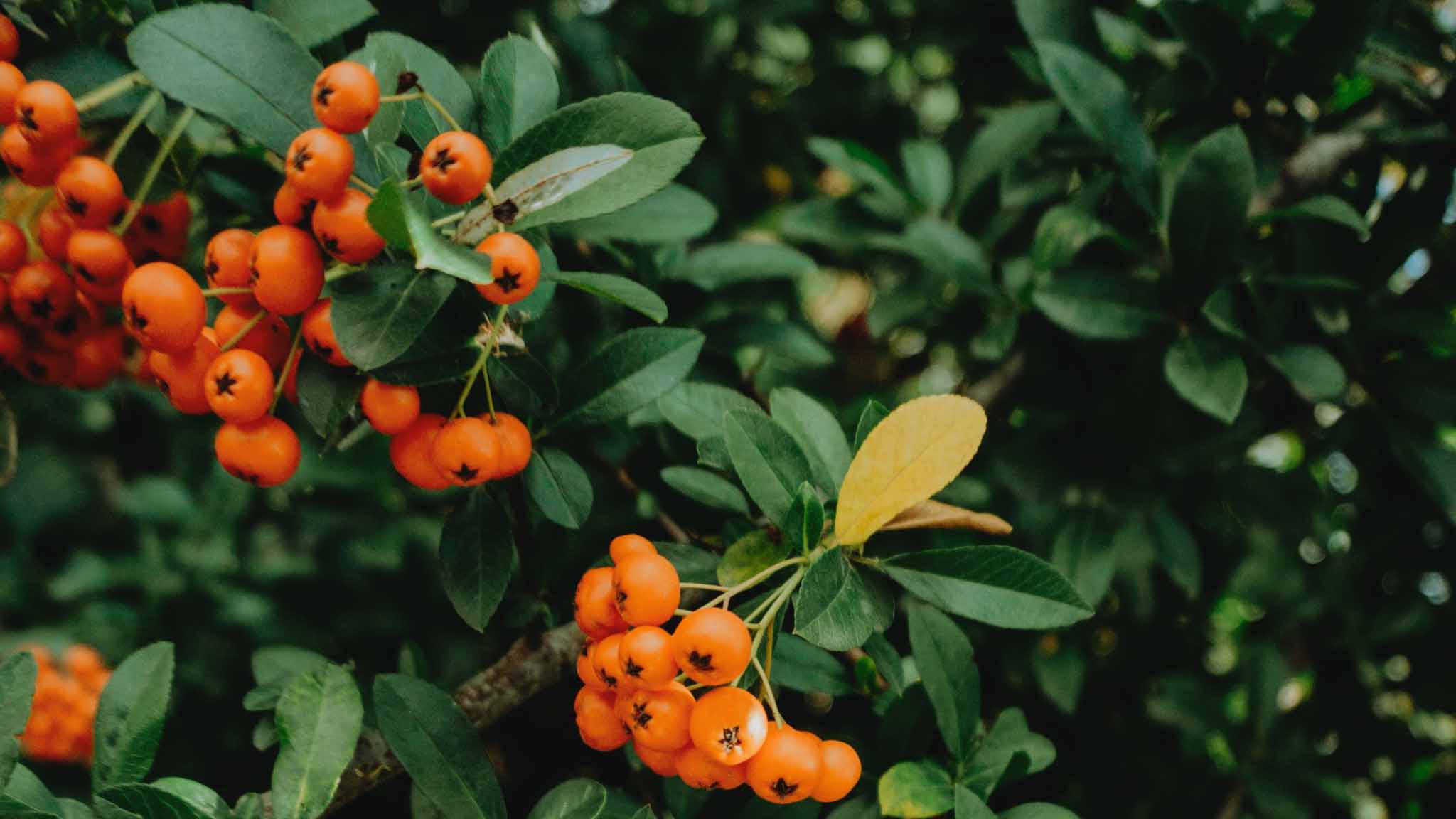 Sanddornbeeren am Strauch