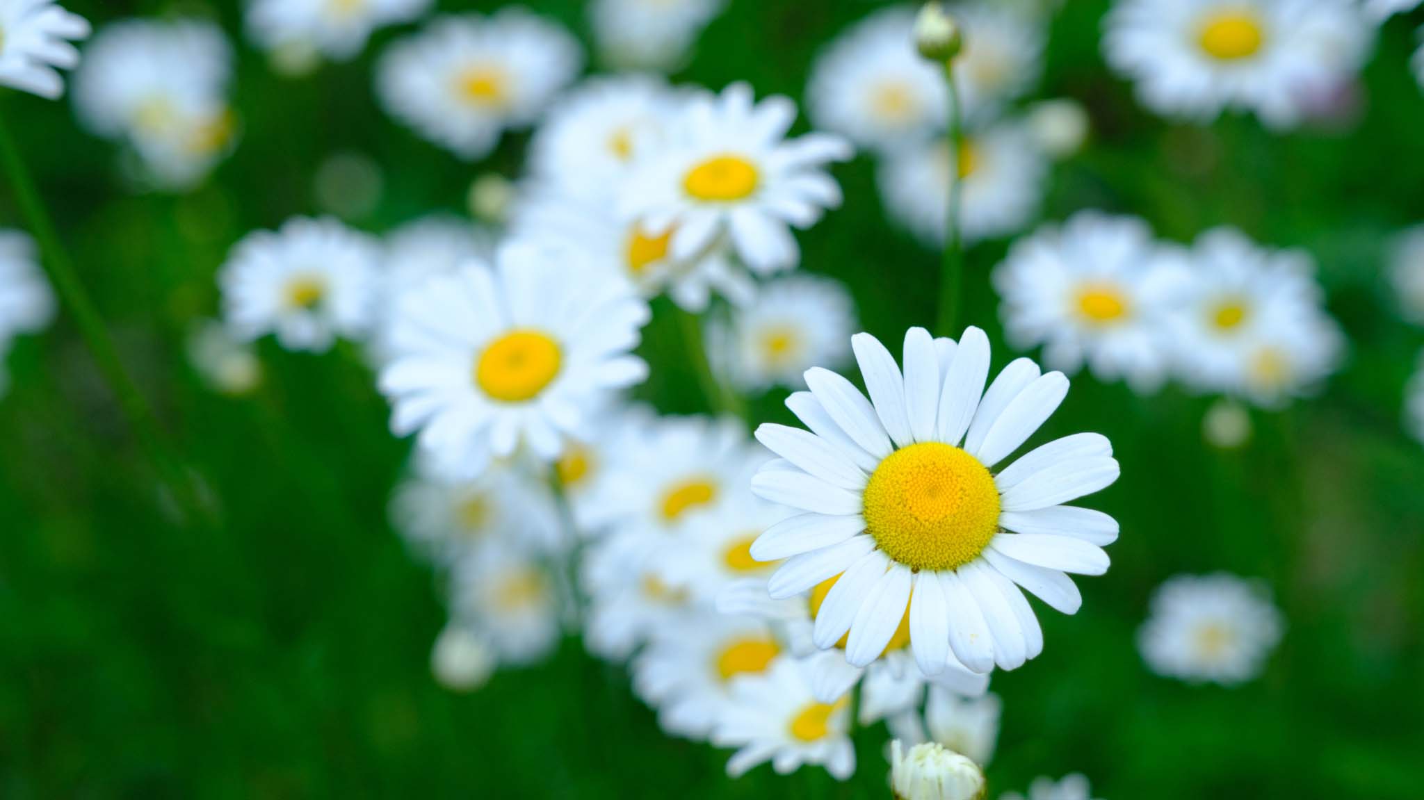 Gänseblümchen auf einer Wiese