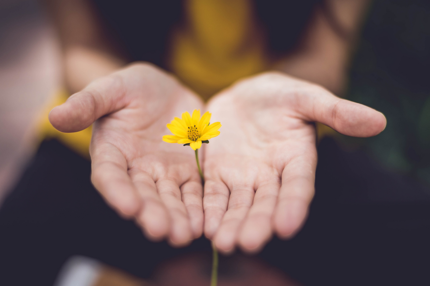 Hände reichen eine gelbe Blume