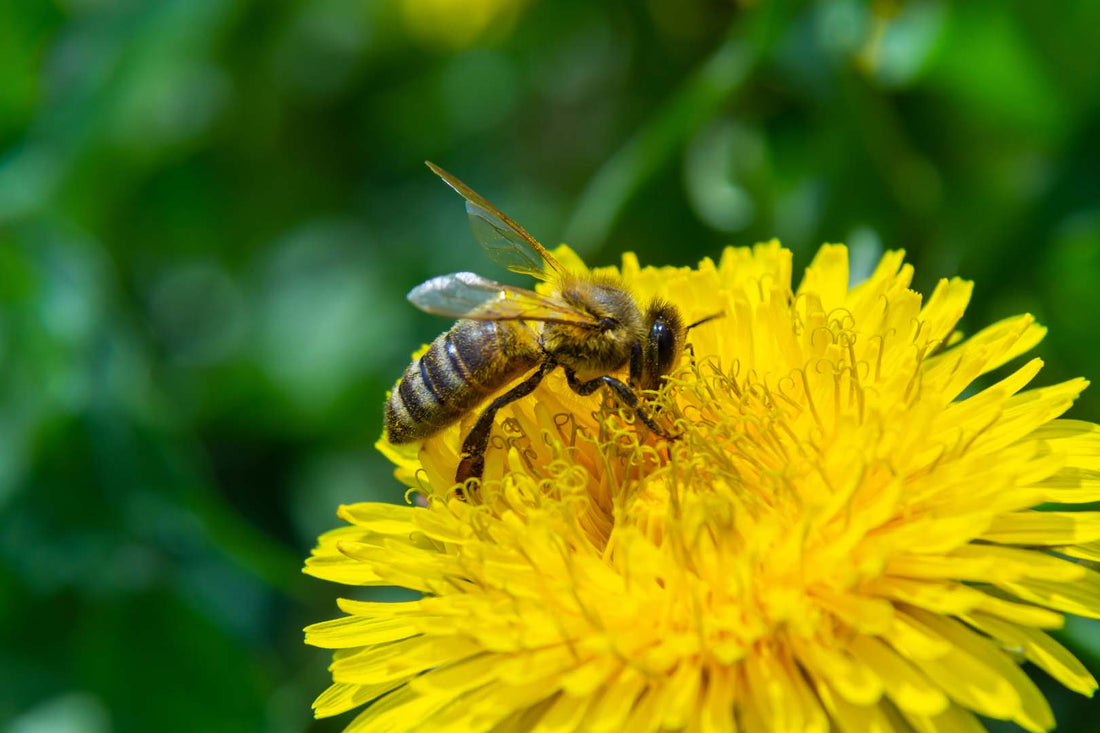 Biene auf gelber Blume vor grünem Hintergrund