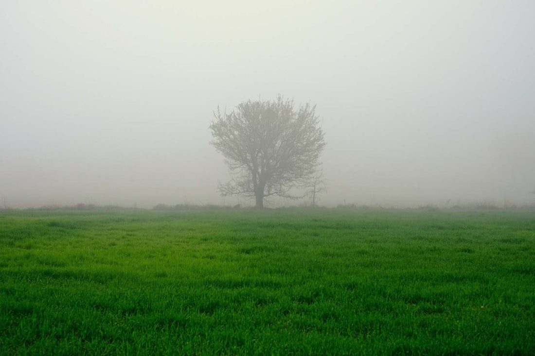 Einsamer Baum im Nebel auf einer grünen Wiese