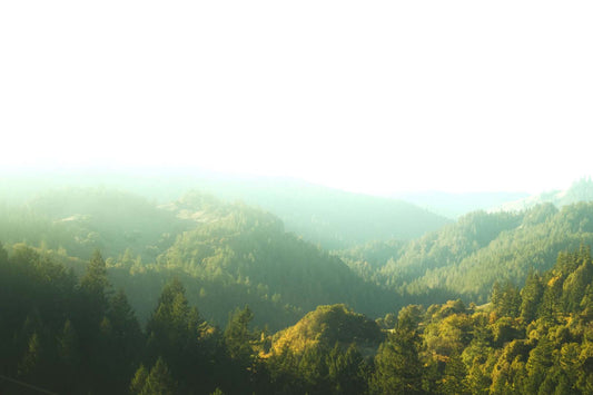 Eine bergige Waldschaft