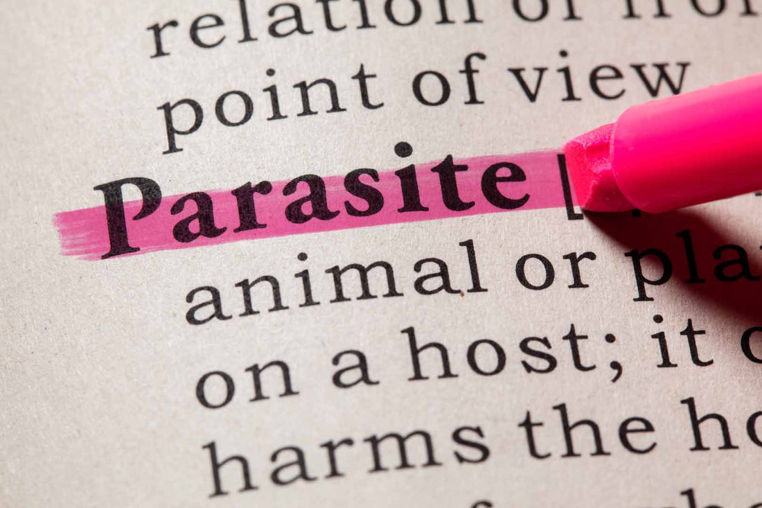 Definition des Wortes Parasit wird mit einem Textmarker markiert
