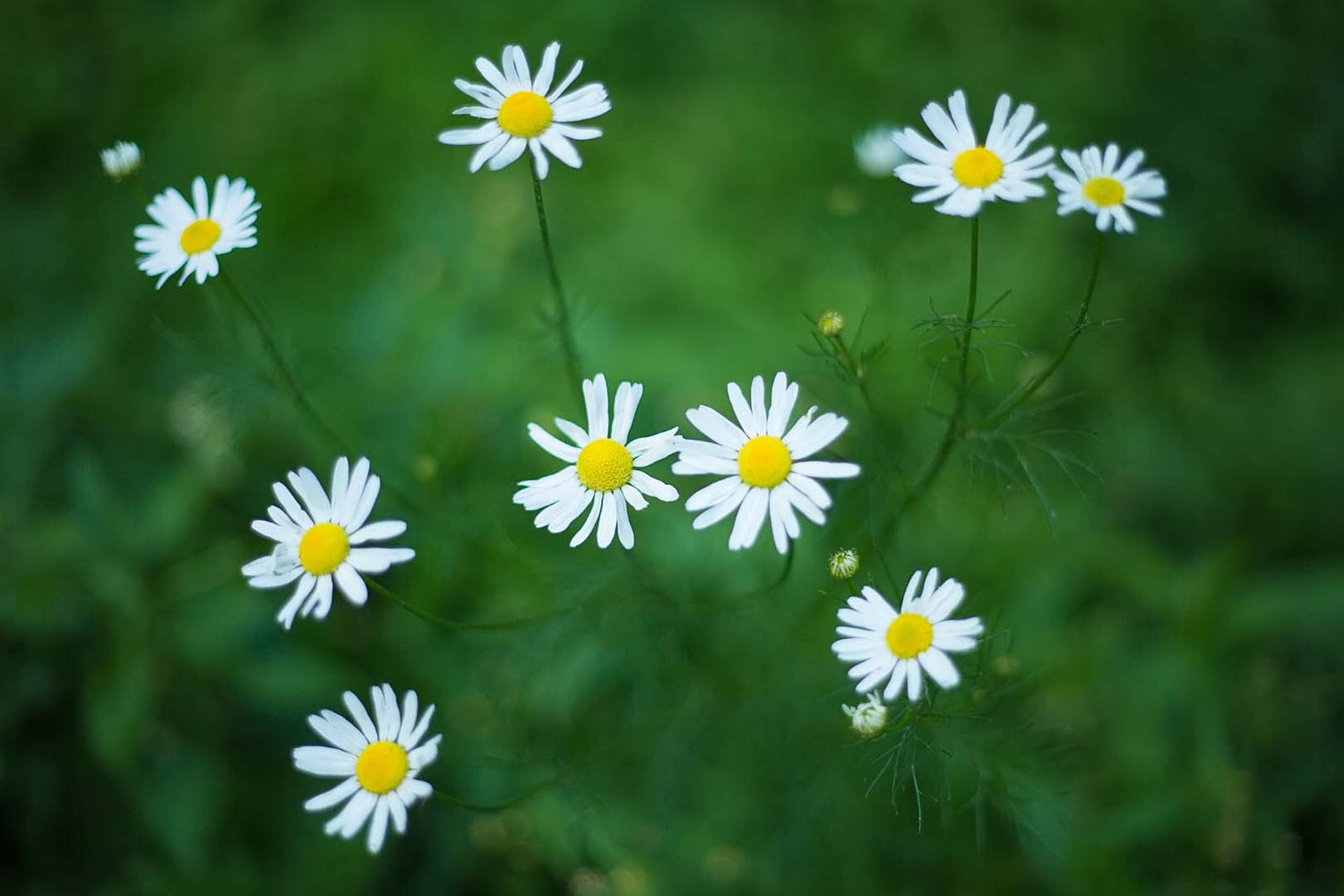 Gänseblümchen